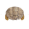 TurtleShellHelmIcon