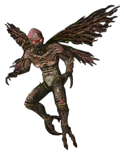 Diptera