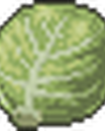 Cabbage Project Zomboid Wiki Fandom
