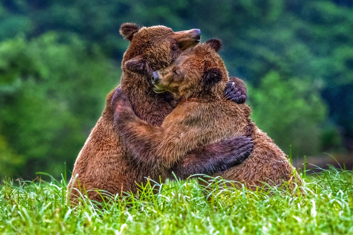 Фото обнимающихся животных