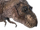 Tyrannosaur Doe