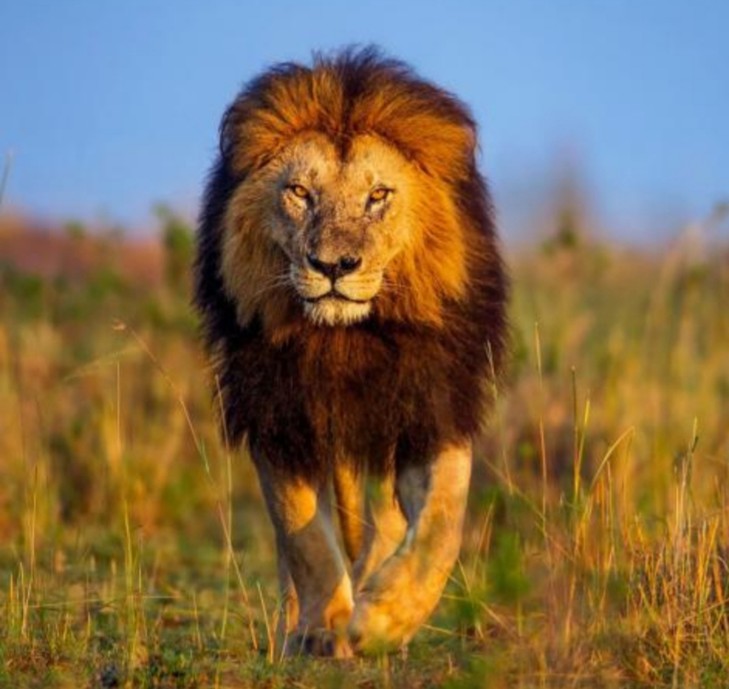 Le Lion Roi De La Savane Wiki Protegeons La Planete Fandom Le Lion Roi De La Savane Wiki Protegeons La Planete Fandom