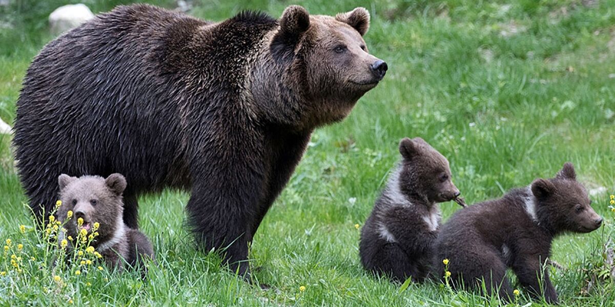 Reproduction de l'ours brun - Pays de l'Ours