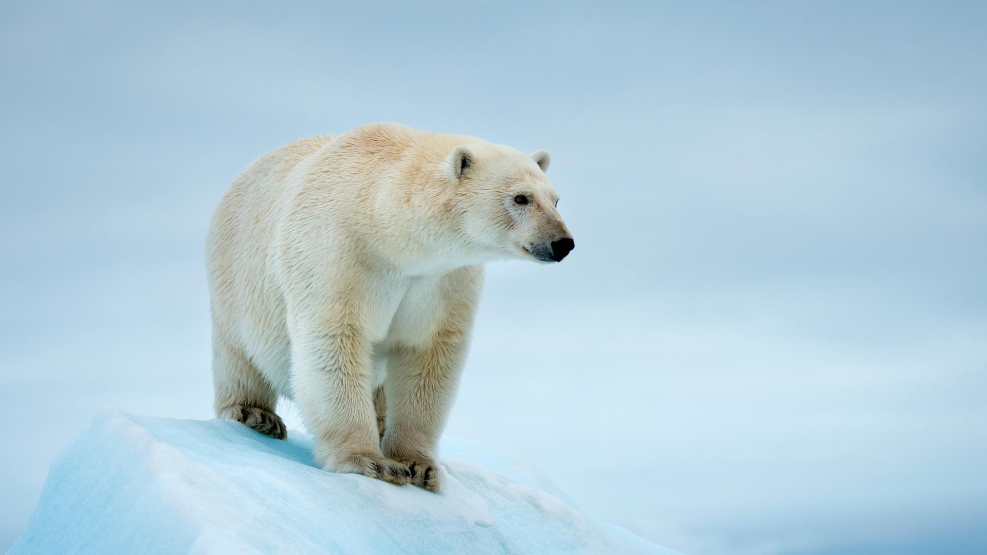 L Ours Polaire Seigneur De La Banquise Wiki Protegeons La Planete Fandom