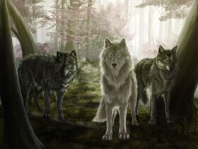Lobos
