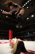 Stardom Gold Star 8