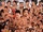 BJW (November 21, 2017)