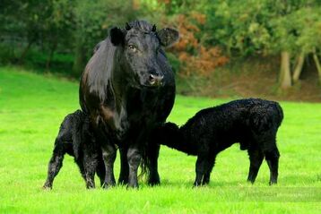 Welsh cow