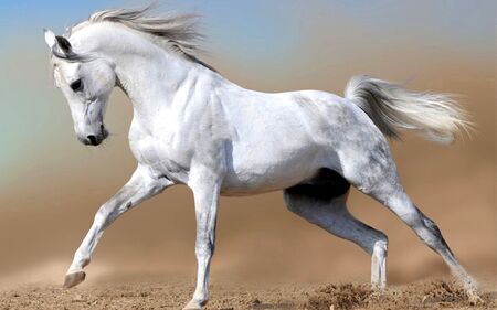 White-horse