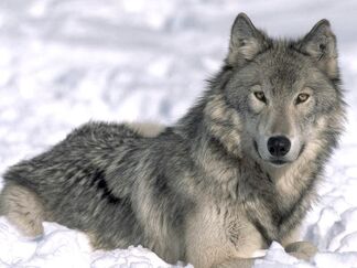 Grey-wolf2