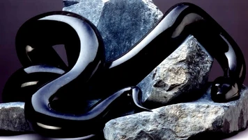 Black-Snake
