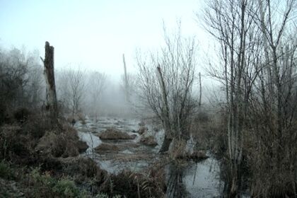 Misty-Bog