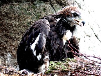 Eagle-fledgling