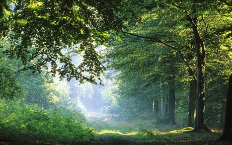 Forest-in-Germany