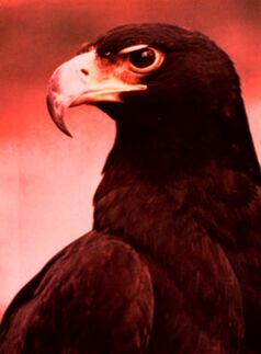 Black eagle
