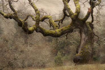 Hollow-Oak2