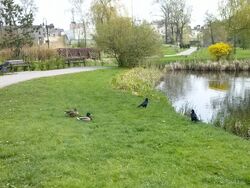 Park, Mogilno.jpg