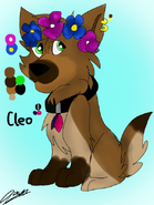 Cleo the slav pup