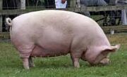 Elderly male pig - example