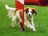 Kooikerhondje