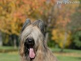 Owczarek francuski briard