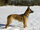 Owczarek belgijski malinois/Galeria