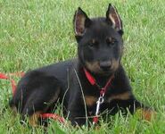 Beauceron 1