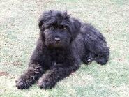 Bouvier des 5