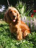 Cocker Spaniel Angielski (maj 2014)