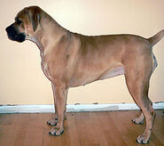 Boerboel 5