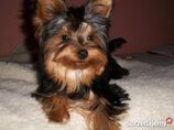 Yorkshire Terrier (luty 2014)