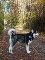 Alaskan Malamute (Alaska, Stany Zdjednoczone)