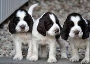 Springer spaniel angielski 10