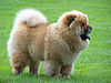 Chow Chow (Chiny)