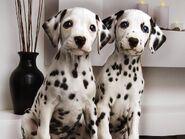 Dalmatian2