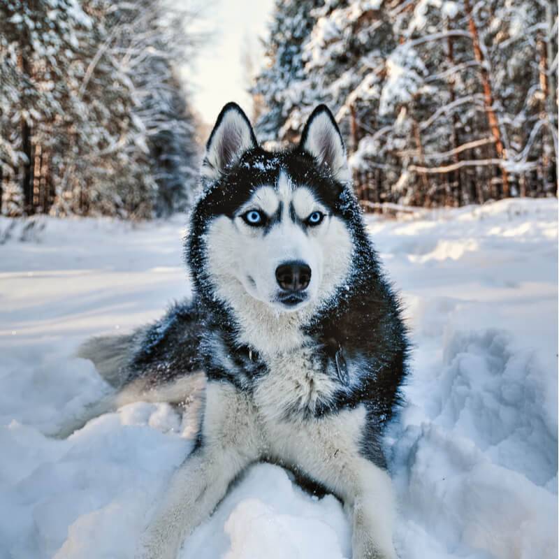 Фотографии с собакой хаской