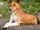 Basenji.jpg