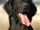 Flat Coated Retriever/Galeria