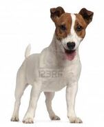 JRT 4