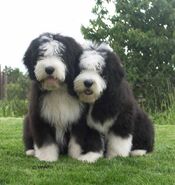 Bearded collie 4