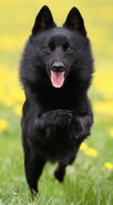 Schipperke 3