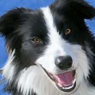 1-border-collie-sue-brehant