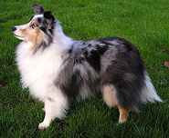 Sheltie2