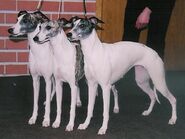 Whippet 4