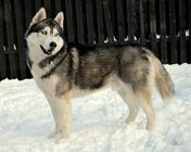 Siberian Husky (maj 2013)