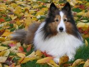 Sheltie4