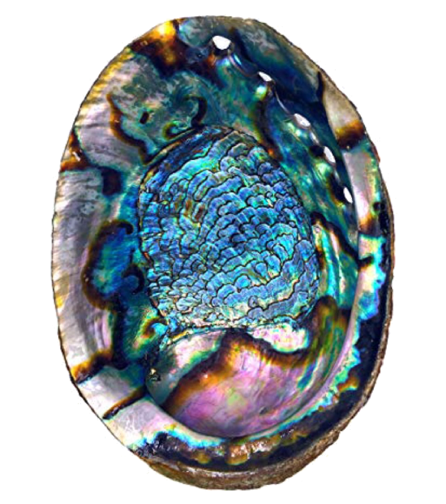 Abalone shell Psychic Wiki Fandom