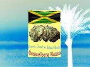 LegalHerbalShop-Jamaican-Haze-Legal Bud