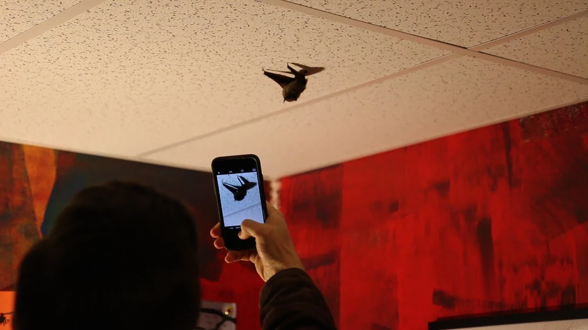 ATTACK OF THE BAT! Psycho kid Wiki Fandom