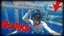 MCJUGGERNUGGETS SWIMS WITH SHARKS!.jpg